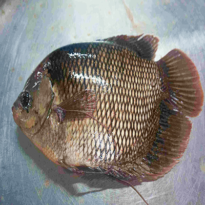 Cá Tai Tượng Giá Bao Nhiêu