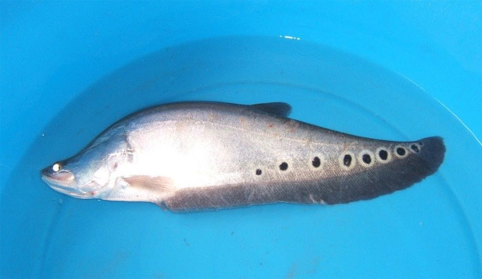 Các Loài Cá Nước Ngọt Ngon Nhất Việt Nam