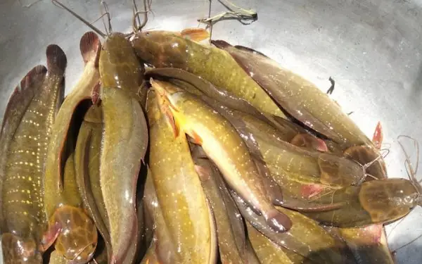 Cá Trê Vàng Giống