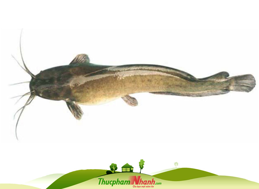 Cá Trê Bao Nhiêu 1kg