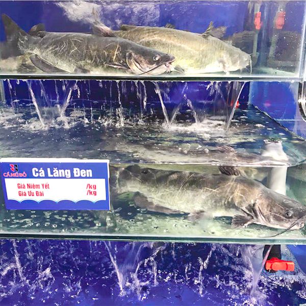 Các Loài Cá Nước Ngọt Ngon Nhất Việt Nam