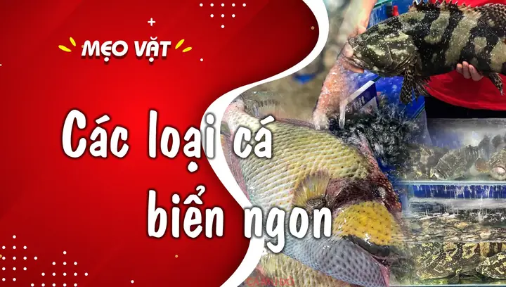 Cá Biển Có Vẩy
