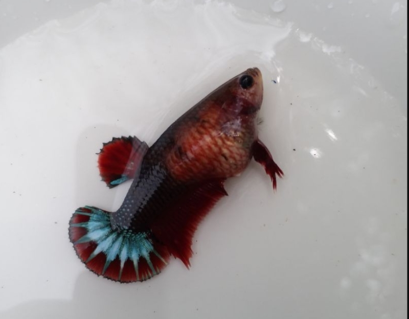 Cách Nhận Biết Cá Betta Mái Căng Trứng