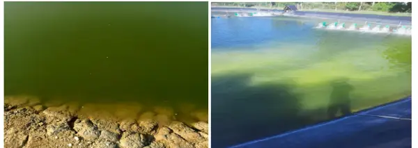 Cách Diệt Tảo Xanh Trong Ao Nuôi Cá