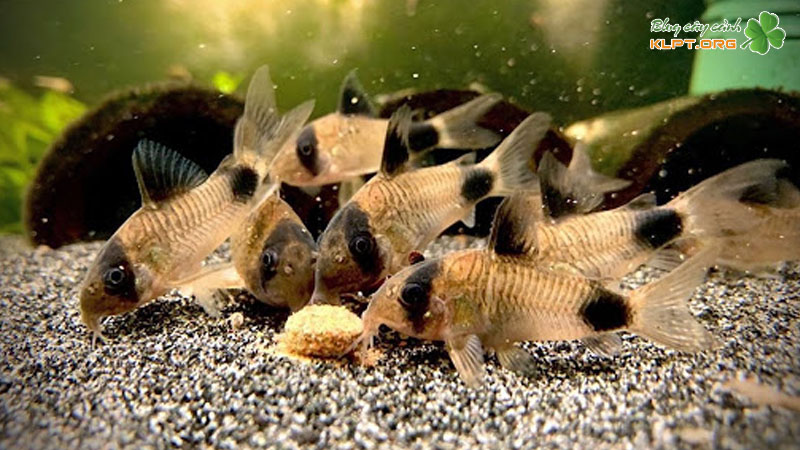 Cá Chuột Có Cần Oxy Không