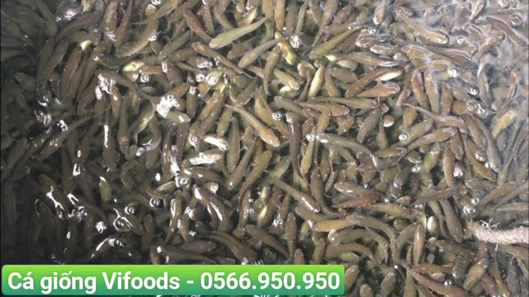 Giá Cá Giống Miền Bắc