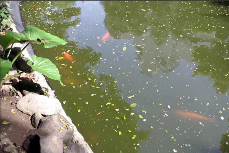 Cá Bị Tróc Vảy Có Mọc Lại Không