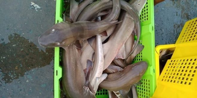 Cá Chèo Bẻo Giá Bao Nhiêu