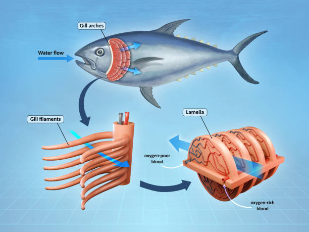 Cấu Tạo Của Mang Cá