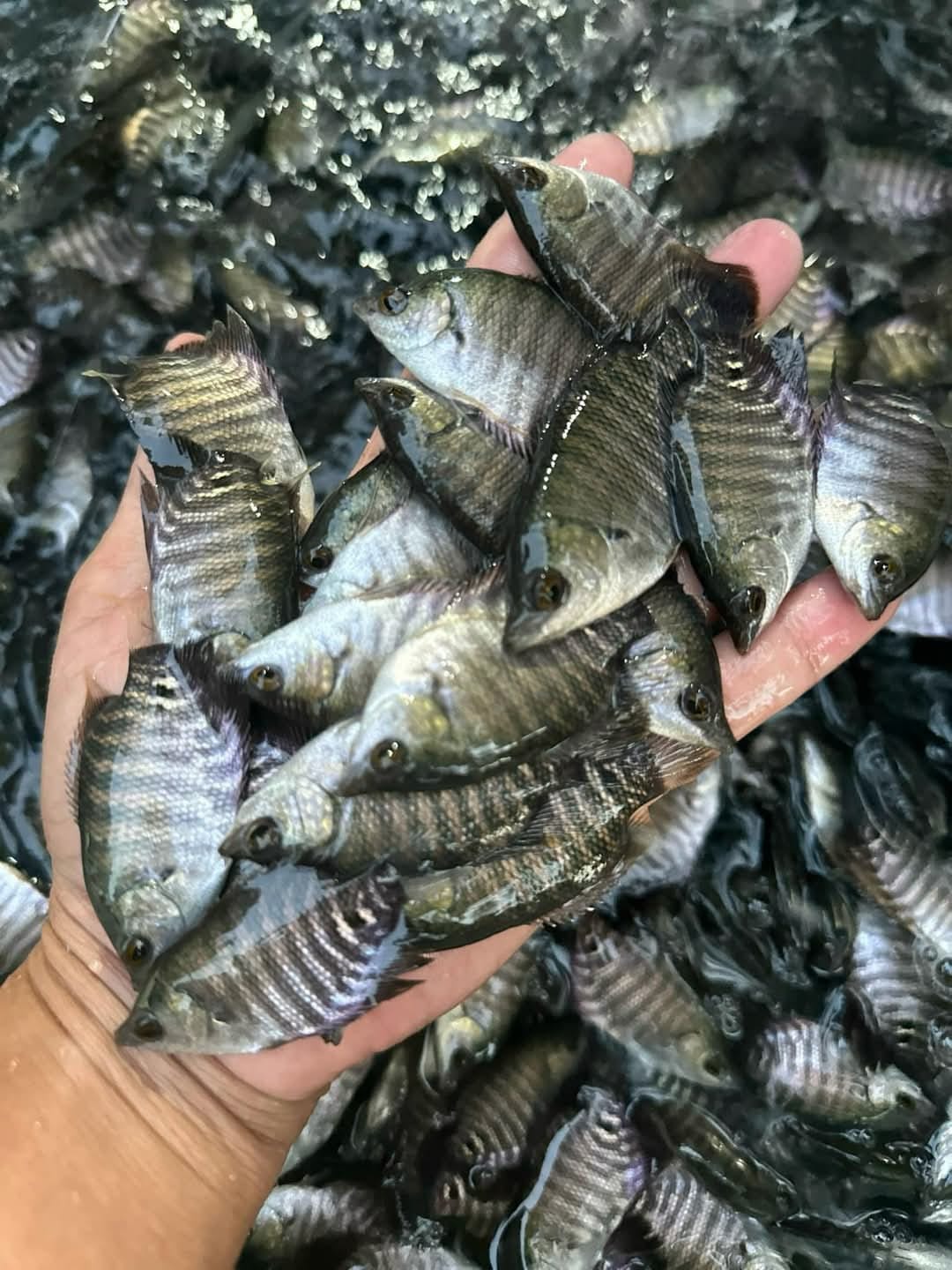 Giá Cá Giống Miền Bắc