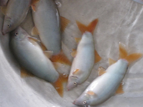 Cá Heo Nước Ngọt Cảnh