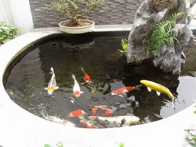 Hồ Cá Koi Mini Trên Sân Thượng