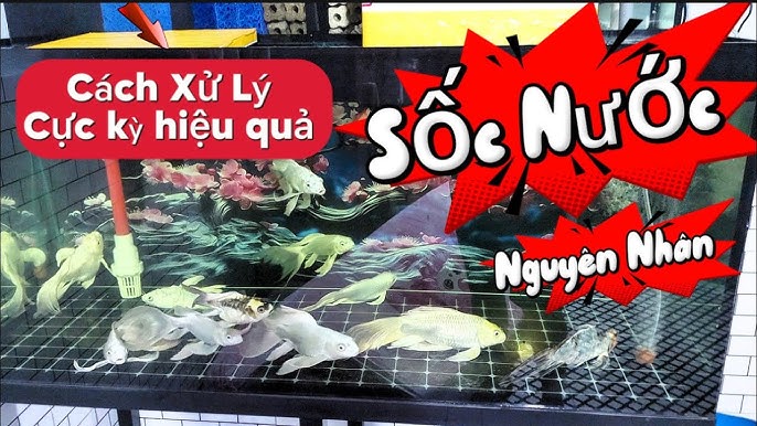 Cá Bị Sốc Nước