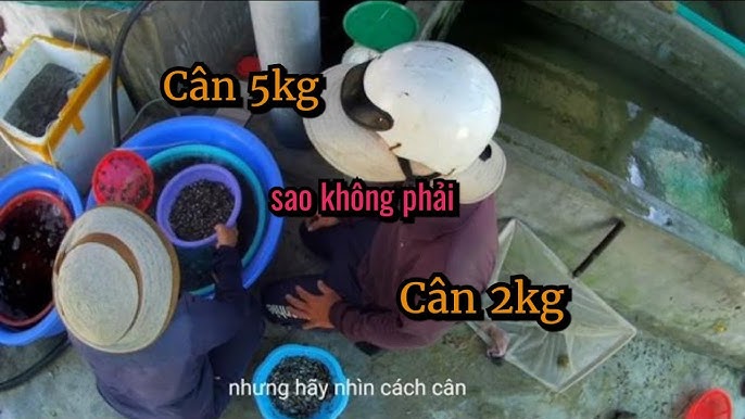 Cá Dìa Giống