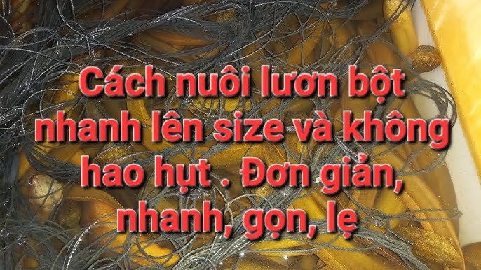 Cá Chình Giống