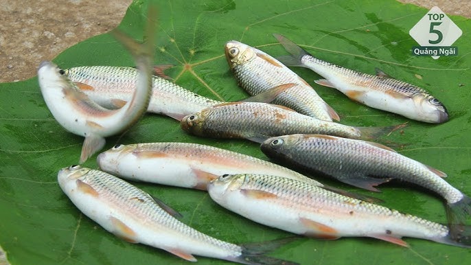 Cá Niên Quảng Ngãi