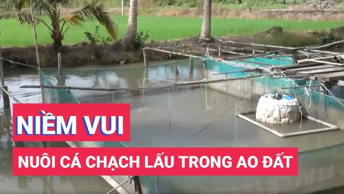 Nuôi Cá Chạch
