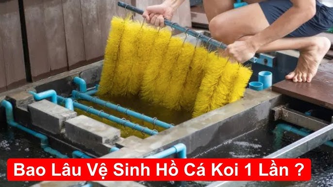 Vệ Sinh Hồ Cá