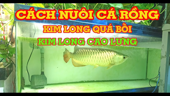 Cá Rồng Kim Long Quá Bối