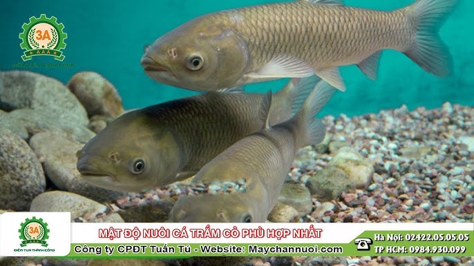 Mật Độ Nuôi Cá Trắm Cỏ