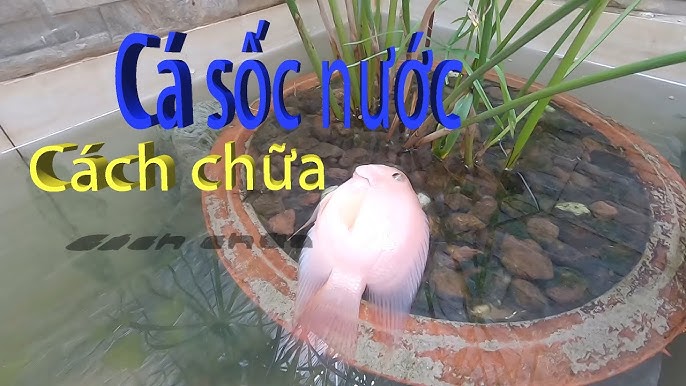 Cá Bị Sốc Nước
