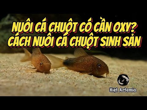Cá Chuột Có Cần Oxy Không