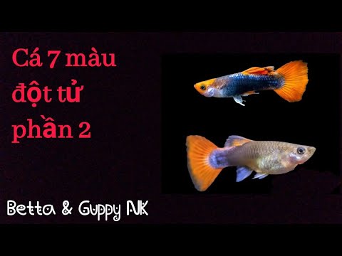 Tuổi Thọ Cá 7 Màu