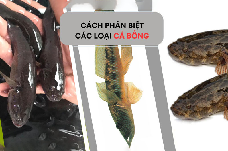 Phân Biệt Các Loại Cá