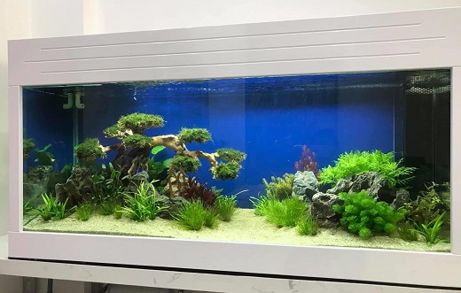 Hồ Cá Kính Siêu Trong