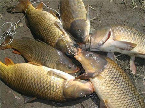 Hạt Đậu Tằm Nuôi Cá Chép Giòn