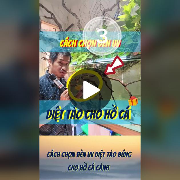 Cách Sử Dụng Đèn Uv Cho Bể Cá