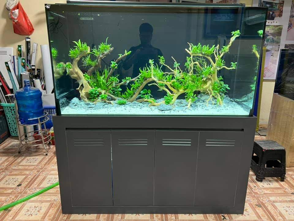 Thanh Lý Cá Cảnh