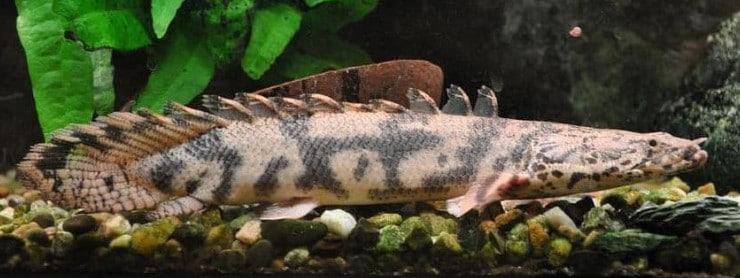 Cá Rồng Cửu Sừng Hoàng Đế