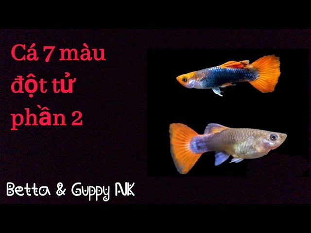 Tuổi Thọ Cá 7 Màu