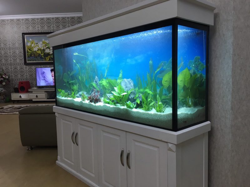 Thanh Lý Cá Cảnh