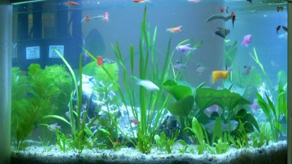 Thay Nước Bể Cá