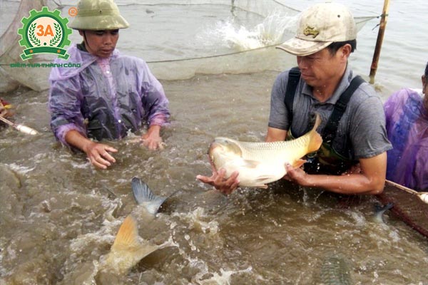 Quy Trình Nuôi Cá Chép