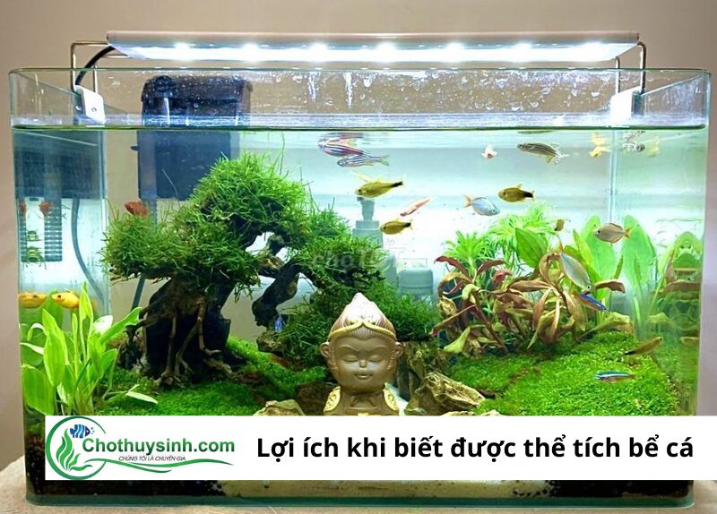 Cách Tính Số Lít Nước Trong Bể Cá