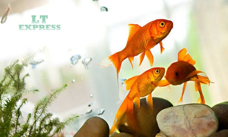 Cách Vận Chuyển Cá Đi Xa Không Chết