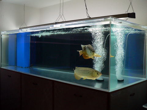 Nước Hồ Cá Bị Đục Trắng