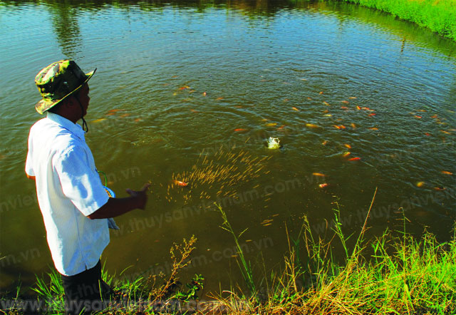 Nuôi Cá Nước Ngọt