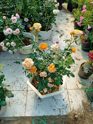 Hoa Hồng Cam Cá Hồi