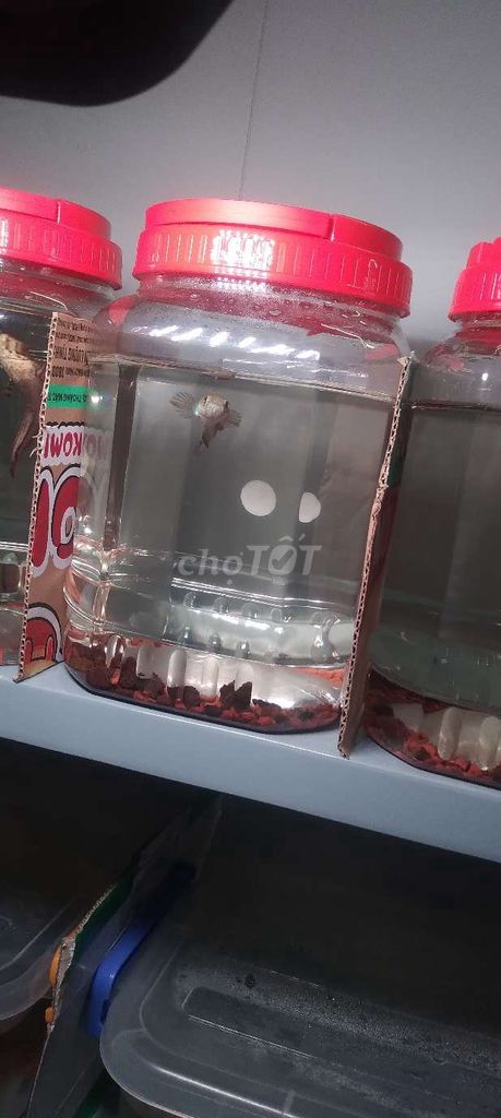 cá lóc kiểng