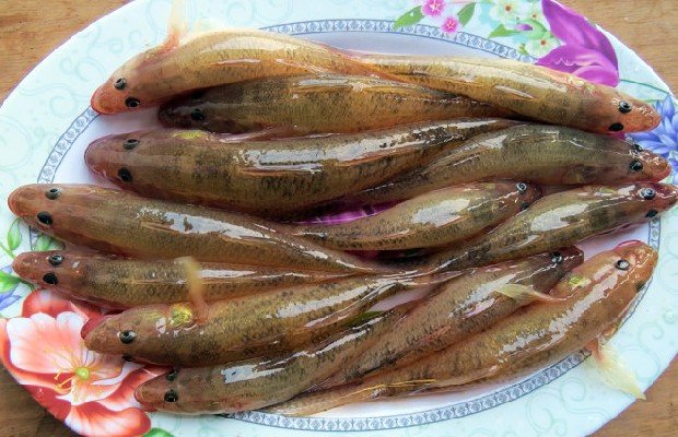 cá bống cát