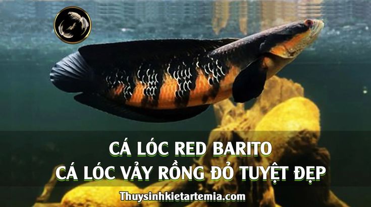 cá lóc vảy rồng