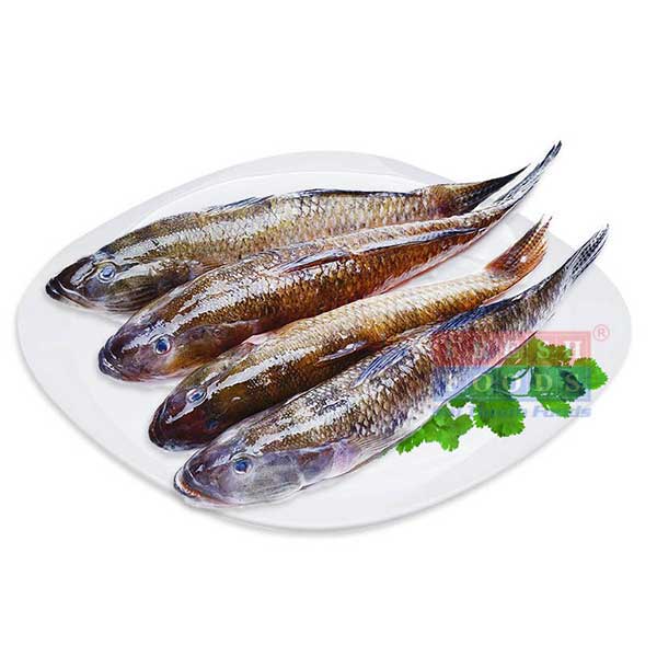 cá bống cát