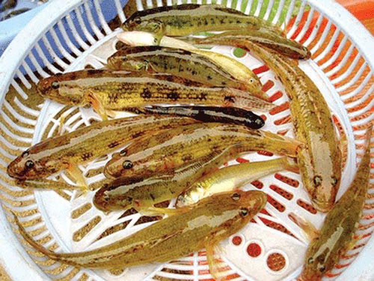 cá bống cát