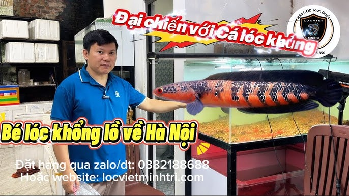 cá lóc kiểng