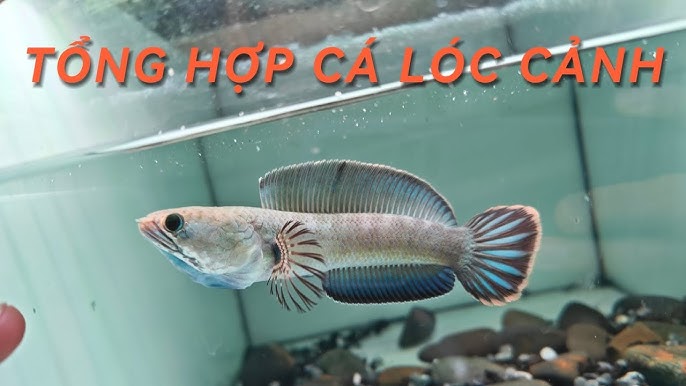 cá lóc kiểng