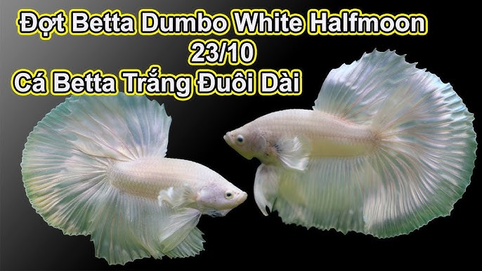 cá betta trắng
